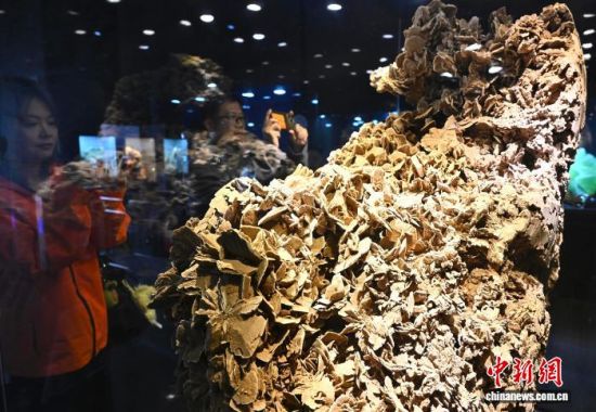 ͼΪ����չʾ��ɳĮõ��ʯ����������� �ű� ��