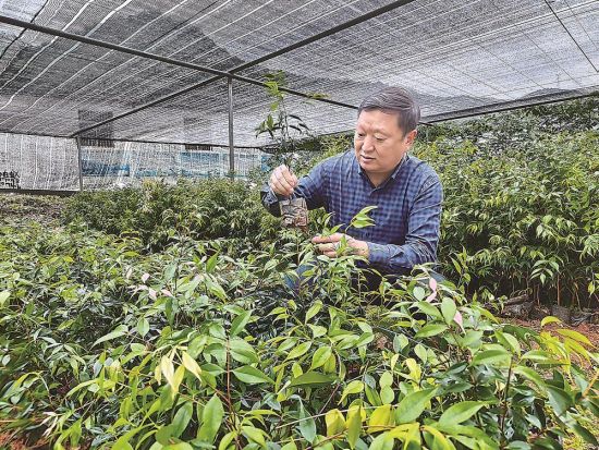 ��С���ڸ���ʡ��ҵ�Ƽ��������İ׹�����Ǥ�����Թ۲���ľ���������