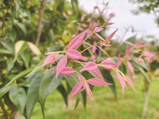 �ۺ�İ׹�������Ҷ