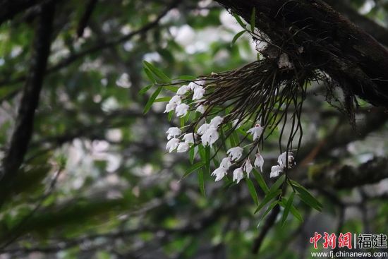 �����±��ϵ�ϸ��ʯ���������� ��