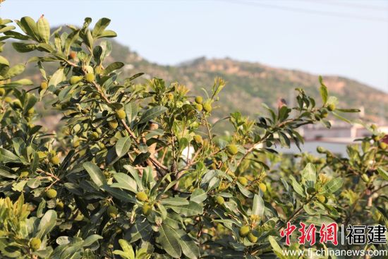 ������÷����֦ͷ���ֽ���