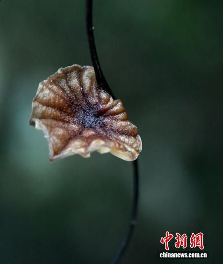 ͼΪ�ظ���СƤɡ���ν��� ��