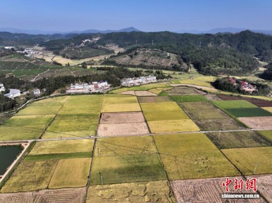 10��13�գ��ͼ���ظ���ʡ���������յ������Ұɫ���ͷף�����������ͷæ���ջ�����һ�������������շ���ͼ��(���˻���Ƭ)��������� �ű� ��