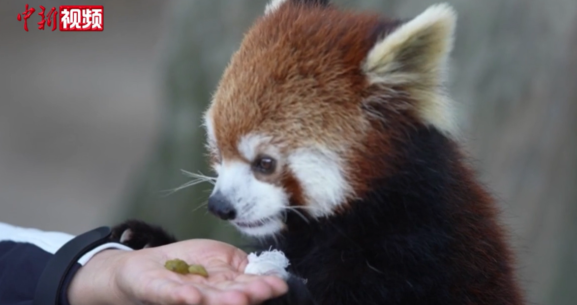 上海野生动物园动物"贴膘"准备过冬-中新网福建