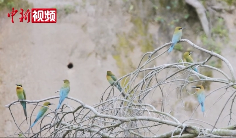 "中国最美小鸟"迁徙厦门 安家筑巢"欢度蜜月"-中新网福建
