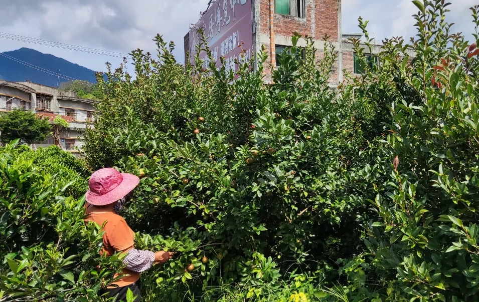 �Ͳ����Ͻᡰ����� گ�������¸��з���