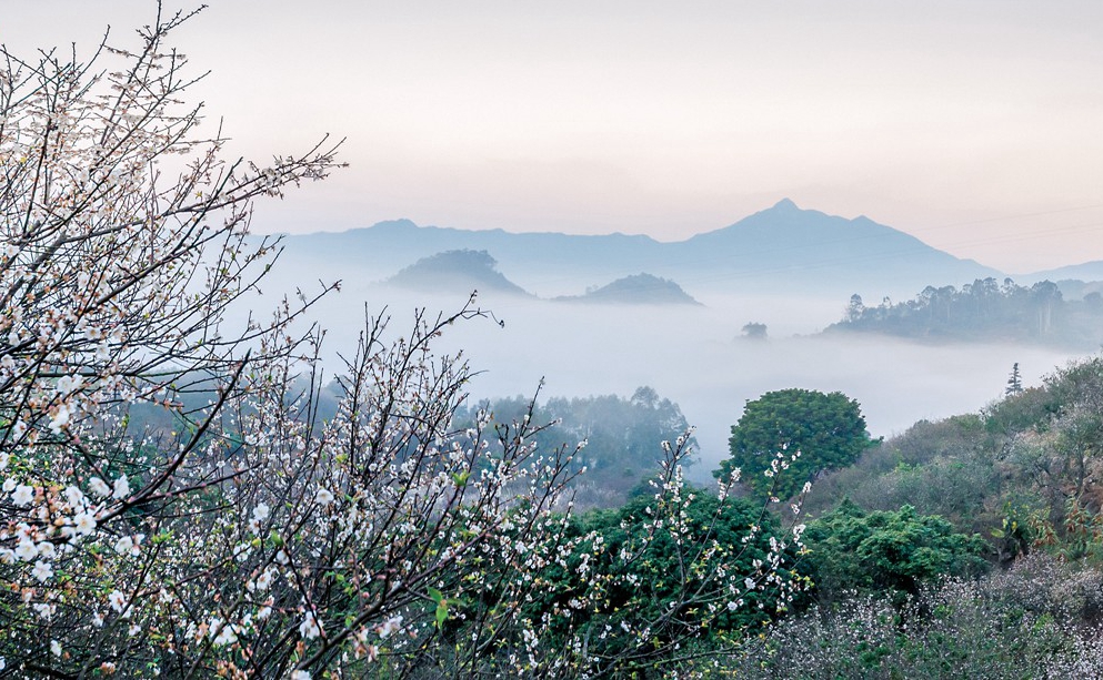 گ�����ǣ���ɽ÷���� ������÷����ʱ��