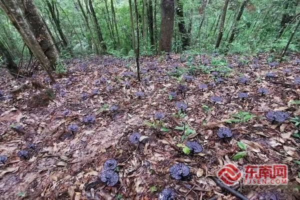 �¸���24������ʽʵʩ����ֲ�±�׼Ϊ��������֥��ҵ��չ���ϡ��ڷɵĳ��