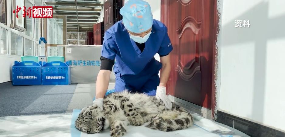 ѩ����ҽ�����Ժ�����Ұ������Ȼ���Ե��Ҳ��˫�򱼸�