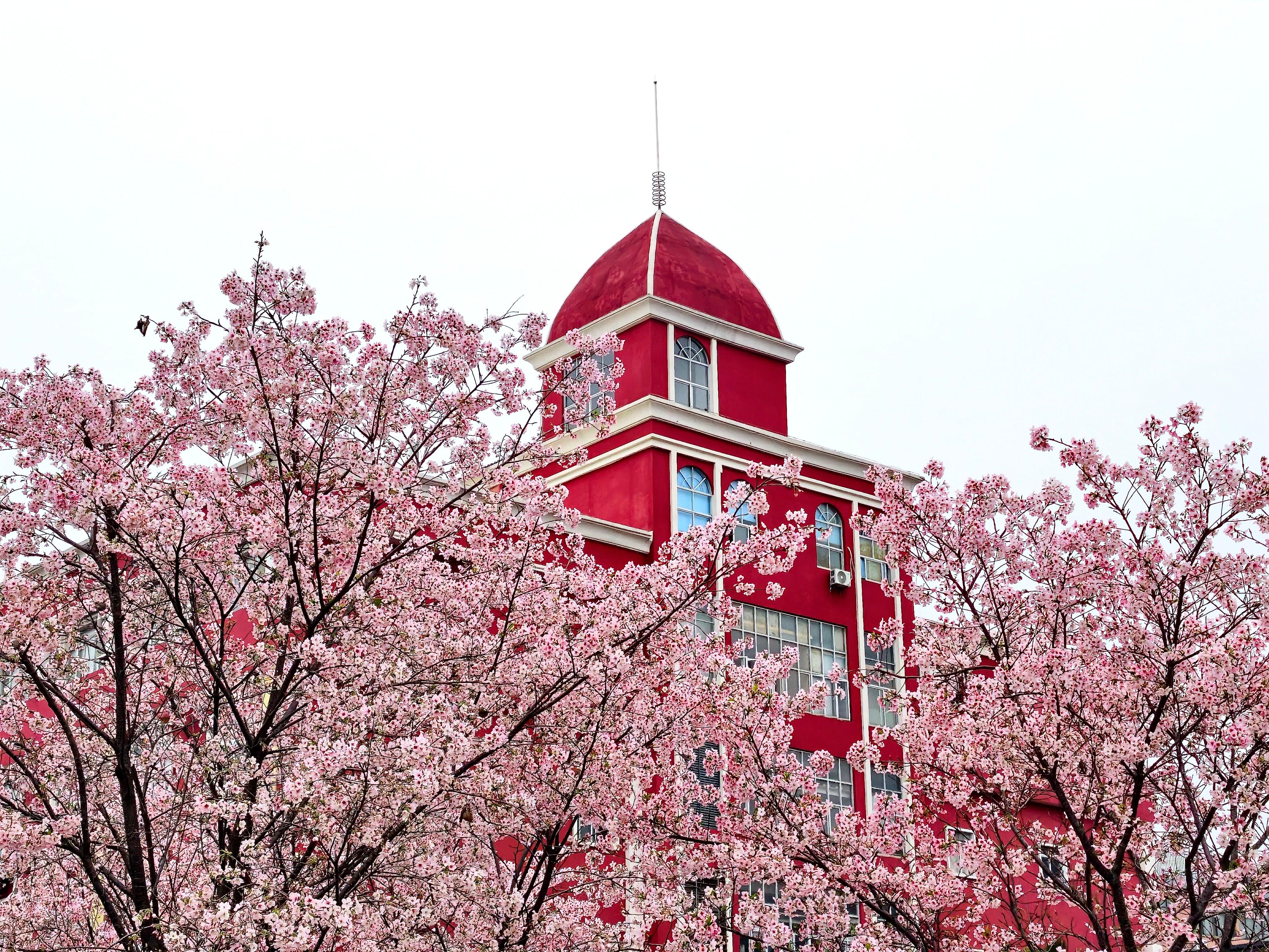 ���ݣ���ͷӣ��ʢ�� ���ݴ�������