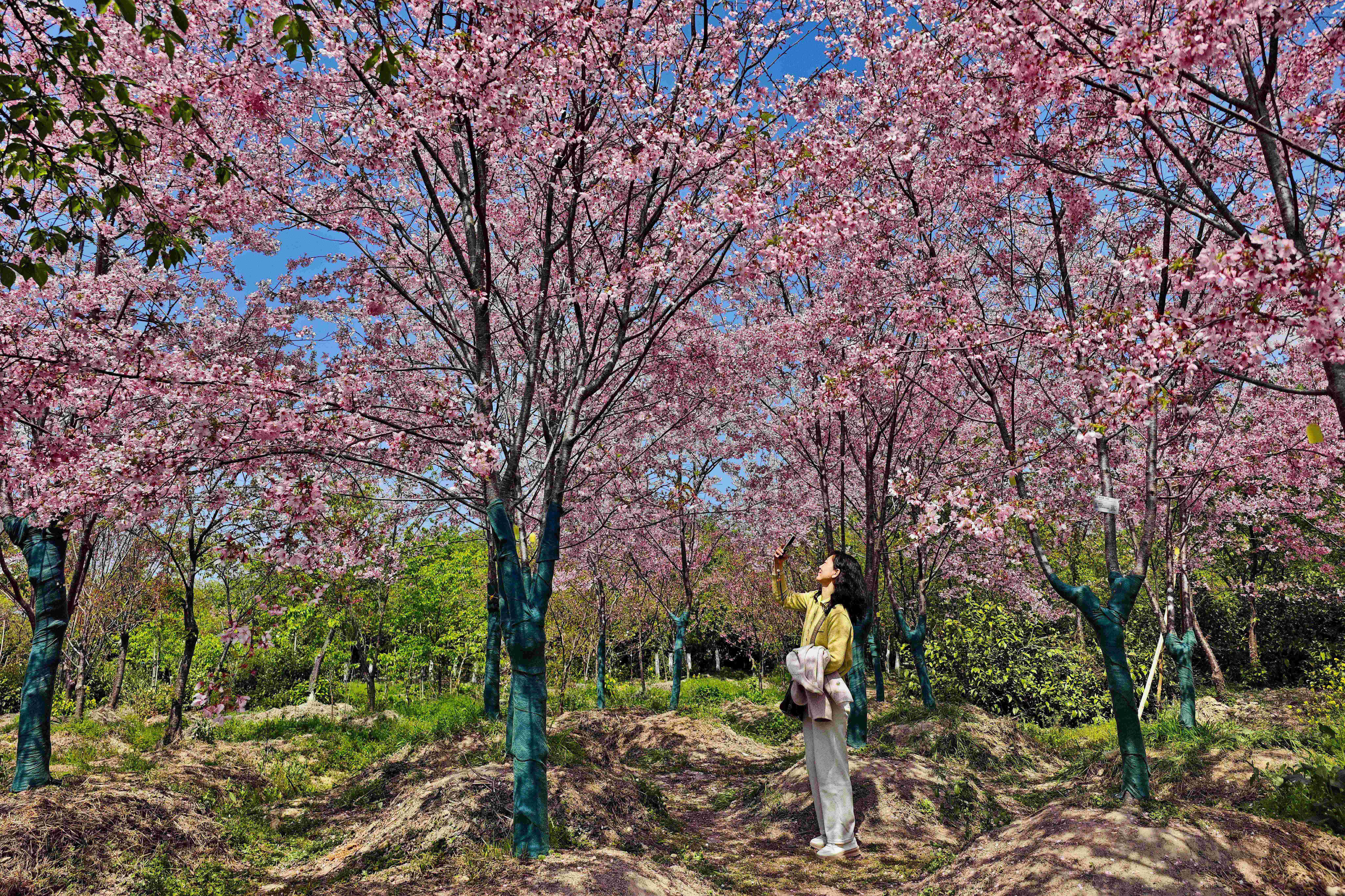 ����������ӣ���Ŵ���Ũ