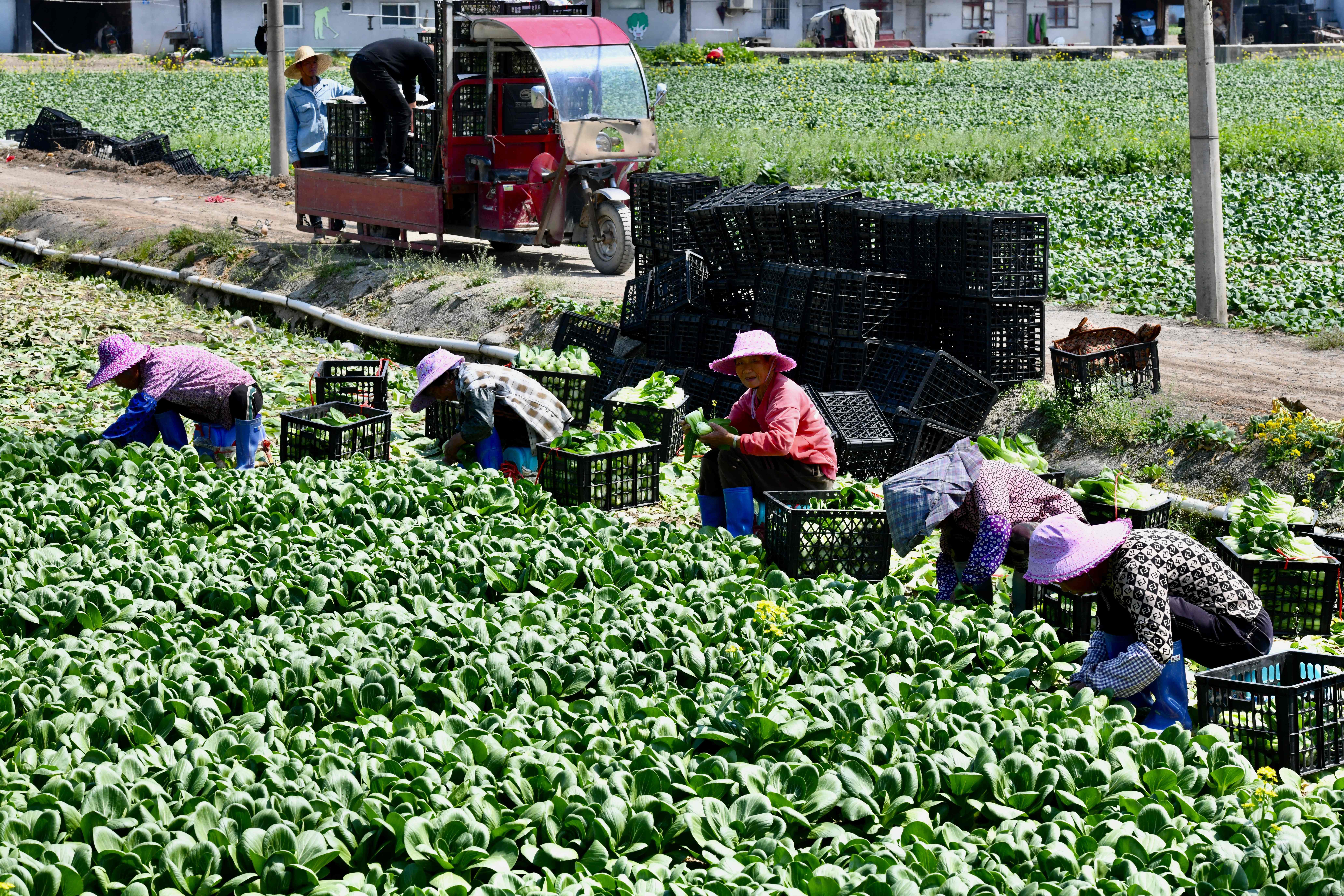 �������ݣ��߲˻���æ�����ա�