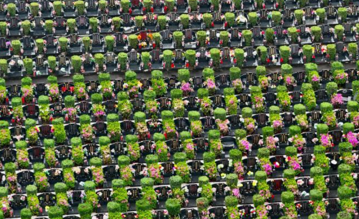 ������̬��԰��Ŀ�Դ�ӳ����