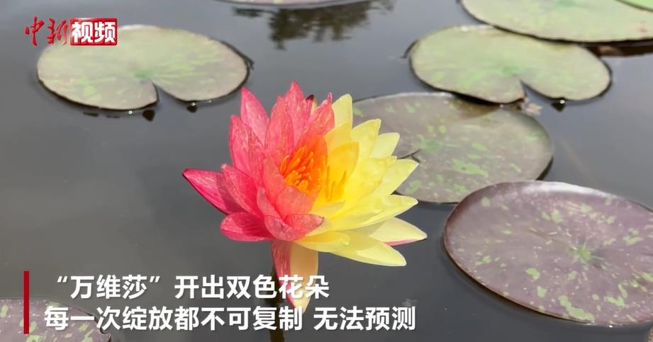 �Ӻ��ˣ���������һ��ѧУ�����������ٱ�Ů����˫ɫ˯��